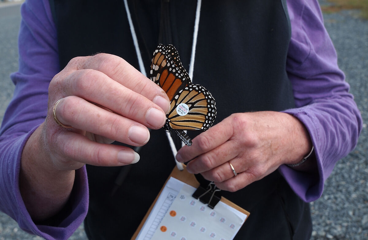 Tagging a monarch